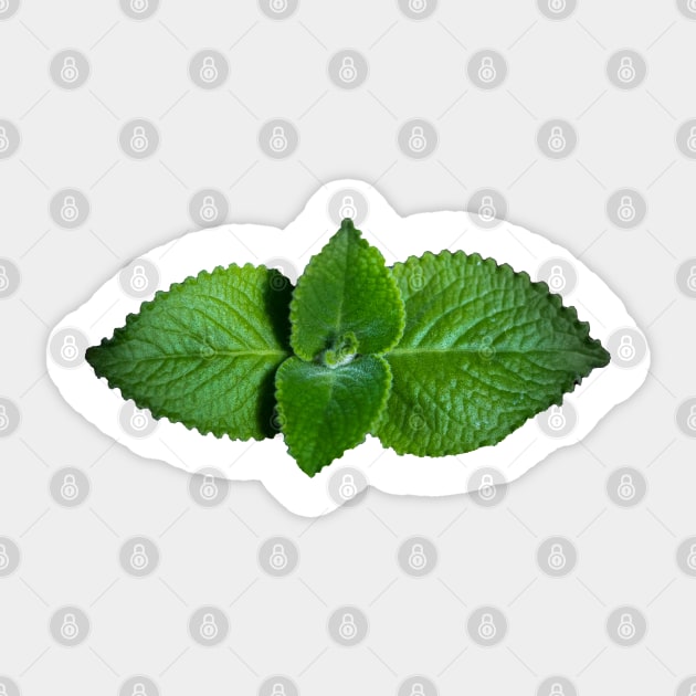 green plant Sticker by rickylabellevie